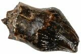 Cretaceous Fossil Dinosaur (Thescelosaurus) Tooth - Montana #306575-1